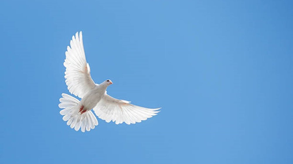 Белый голубь летит