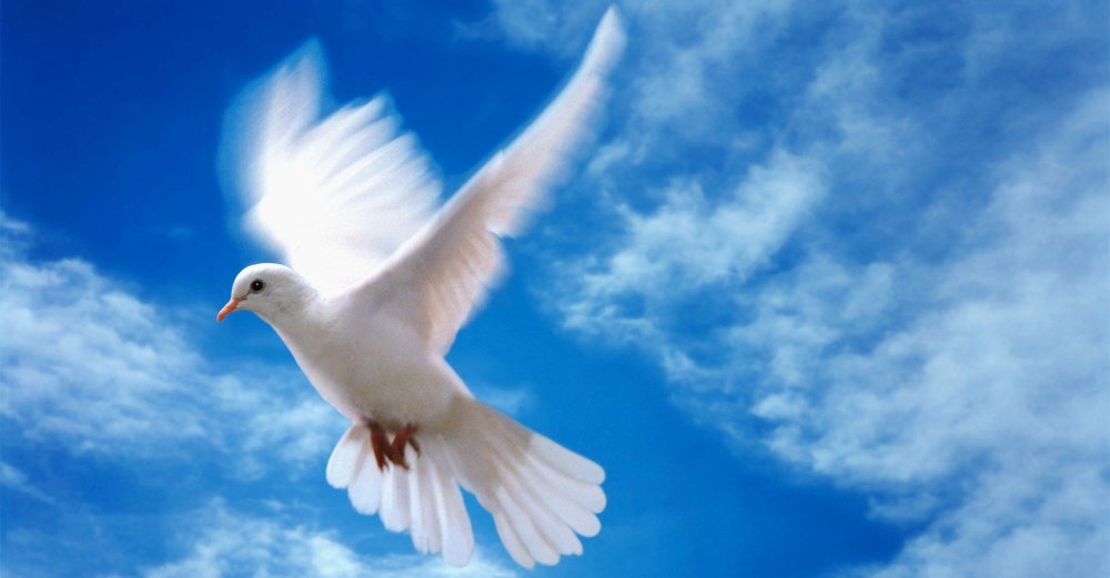 Голубь счастья