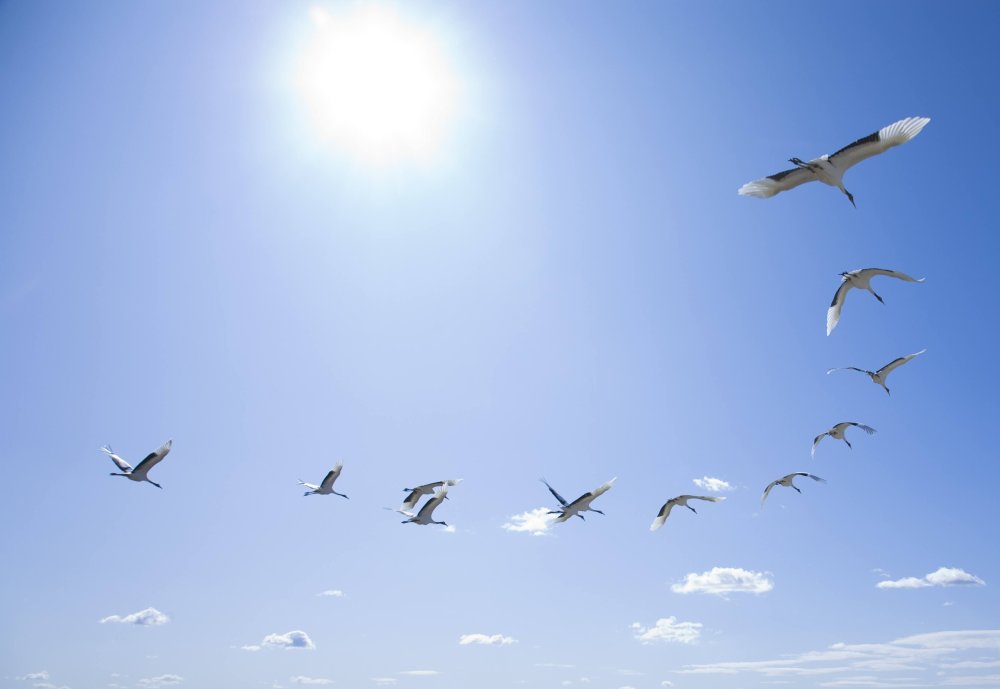 Косяк птиц в небе