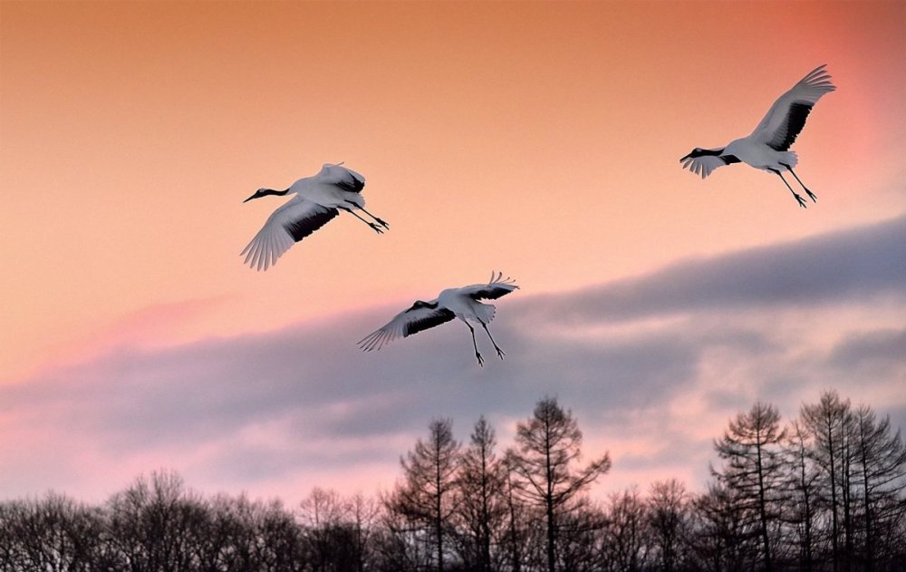 Журавль в небе