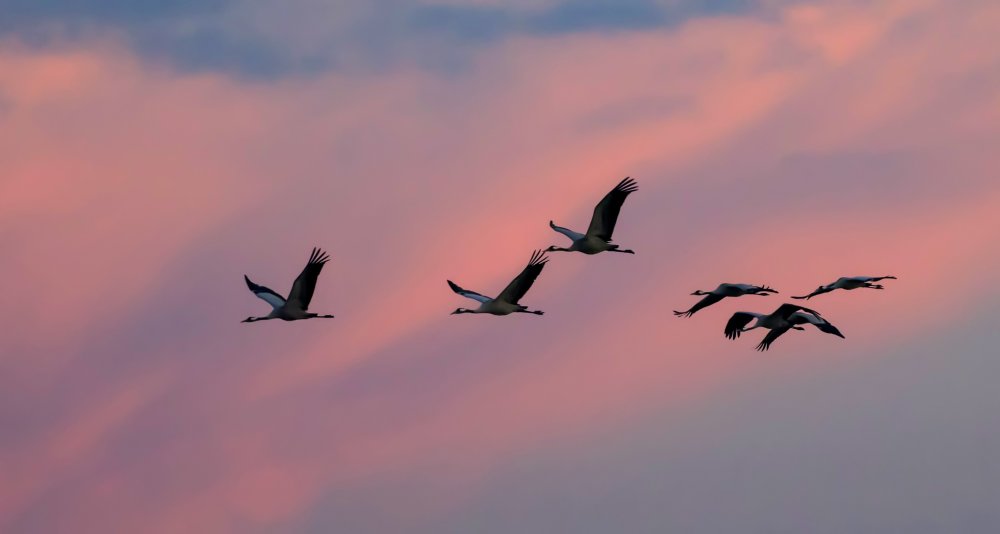 Стая журавлей