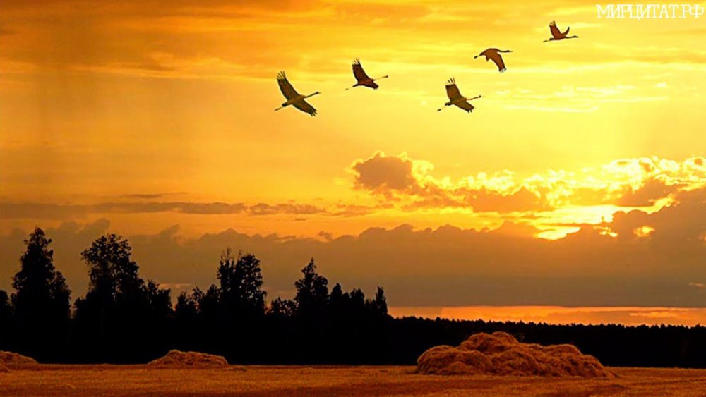 Гусь на закате