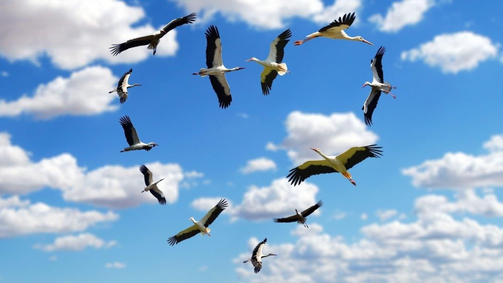 Журавль в небе