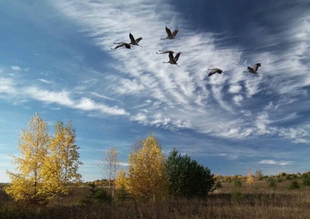 Птицы улетают