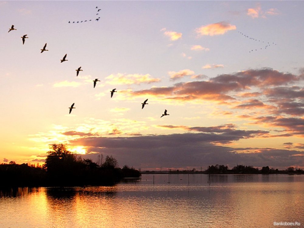 Перелётные птицы журавлиный Клин