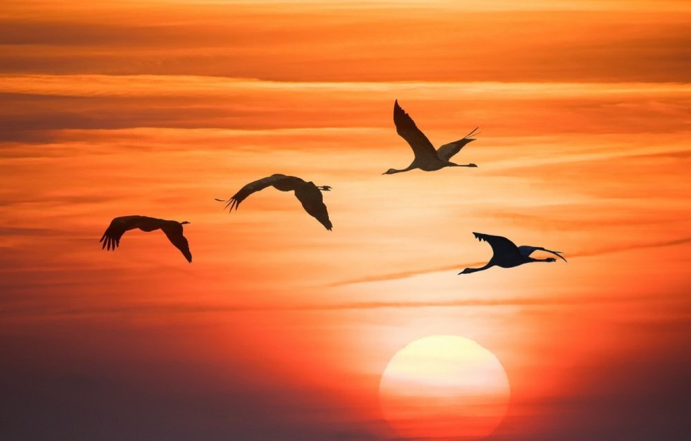 Птицы улетают