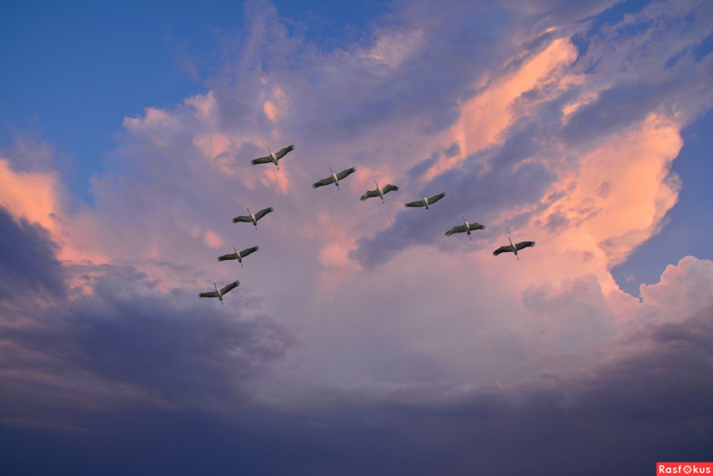 Клин журавлей