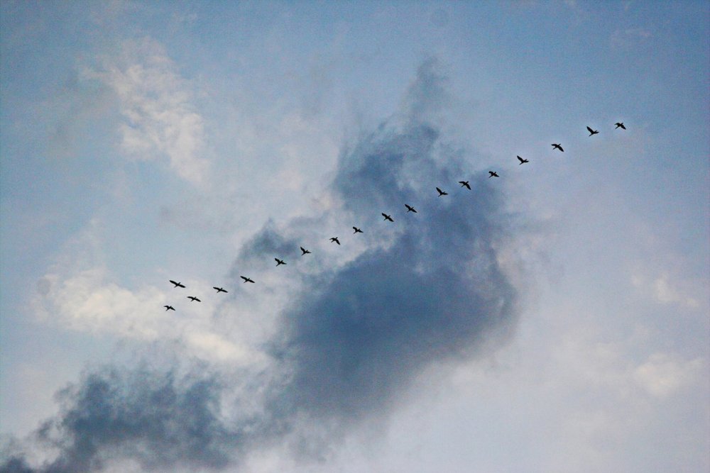 Клин журавлей в небе