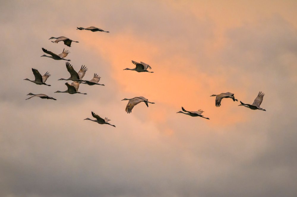 Перелётные птицы журавлиный Клин