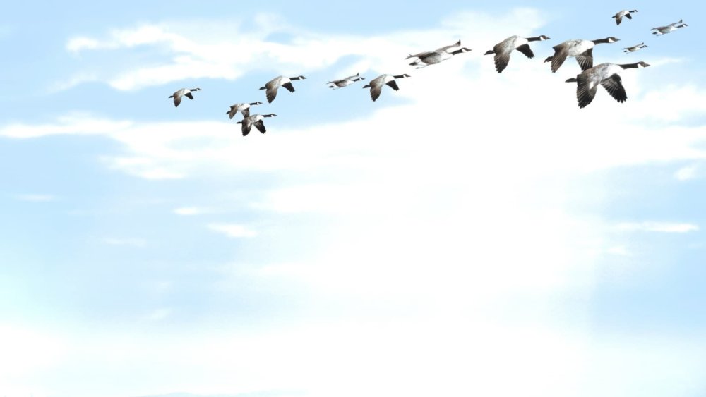 Перелетные птицы фон