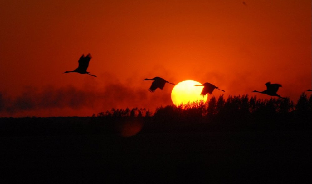 Летят Журавли