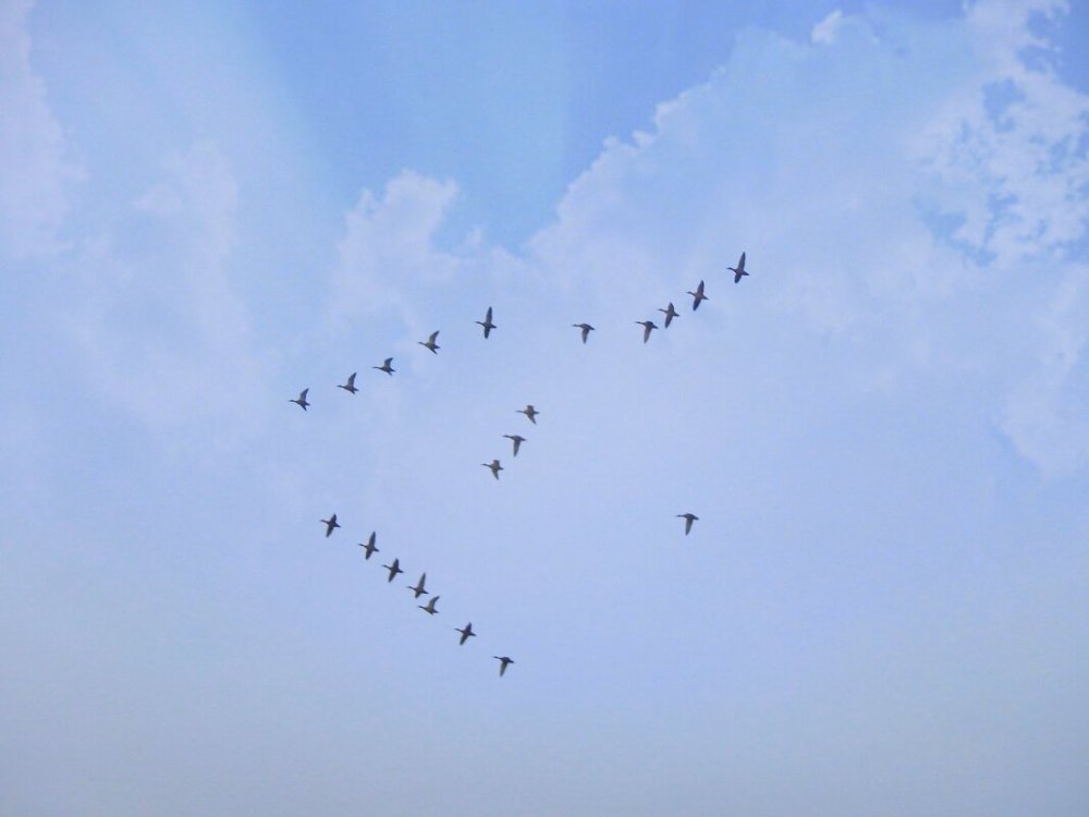 Журавли в небе храм