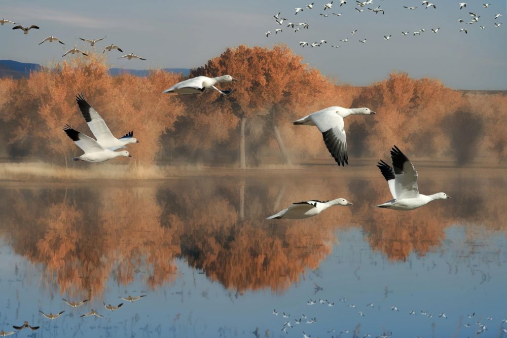Перелетные птицы улетают на Юг
