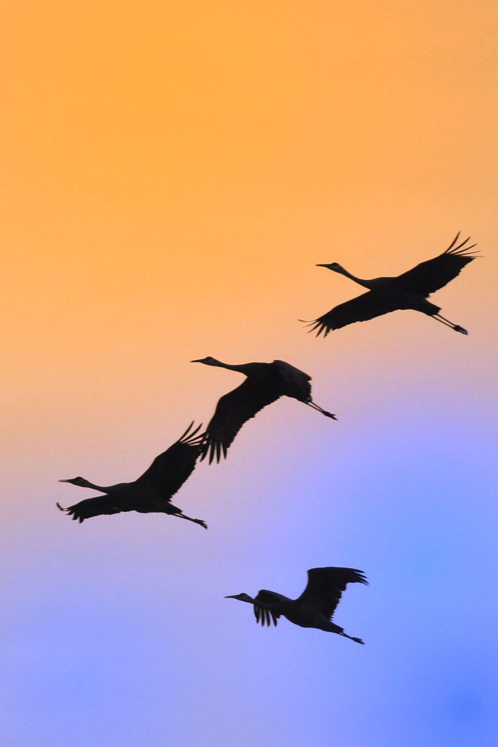 Белые Журавли в небе