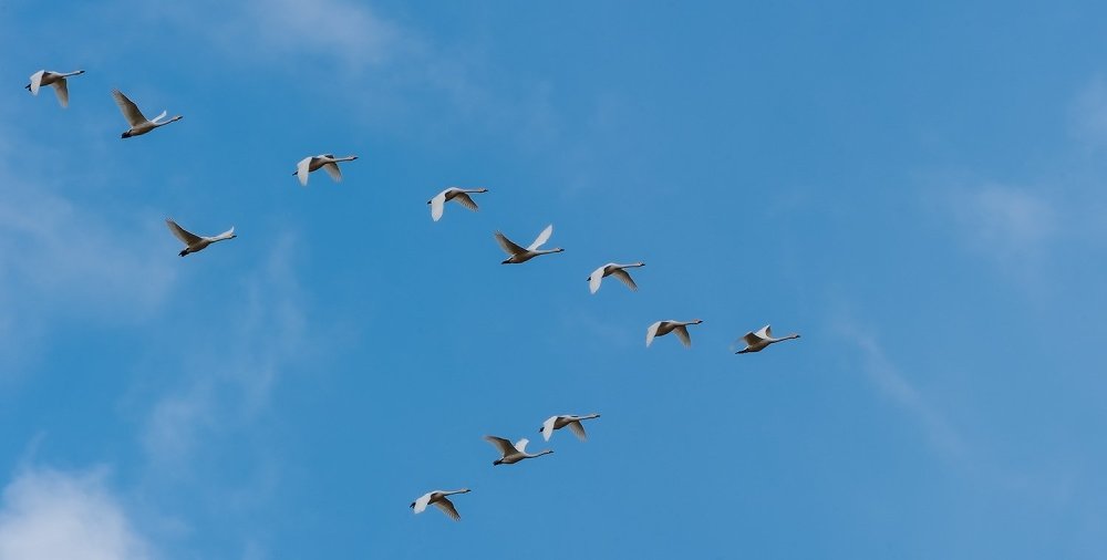 Стая лебедей в небе