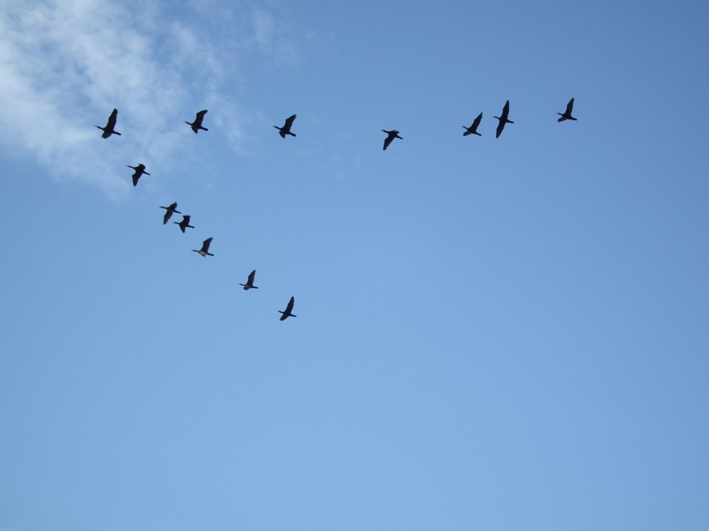 Клин птиц в небе