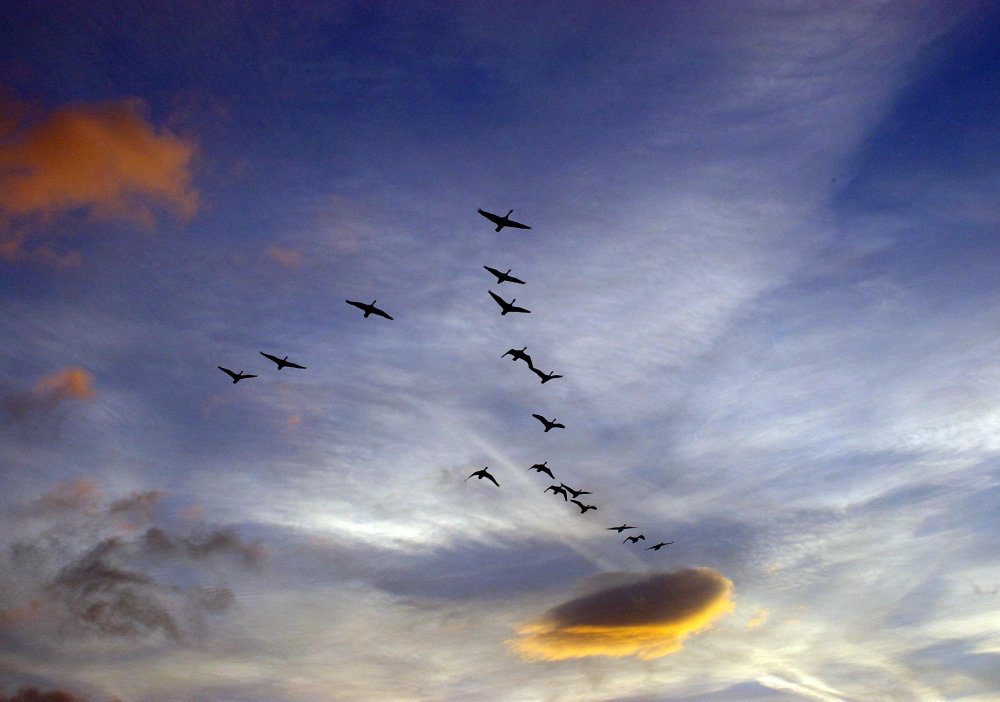 Клин журавлей Стефашина