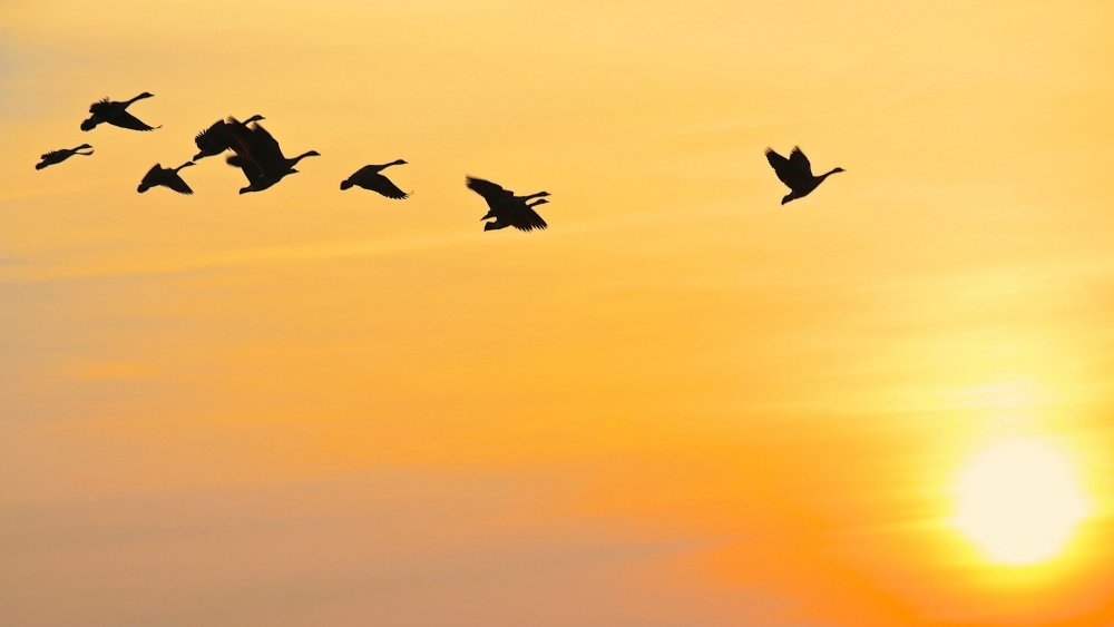 Птицы в небе