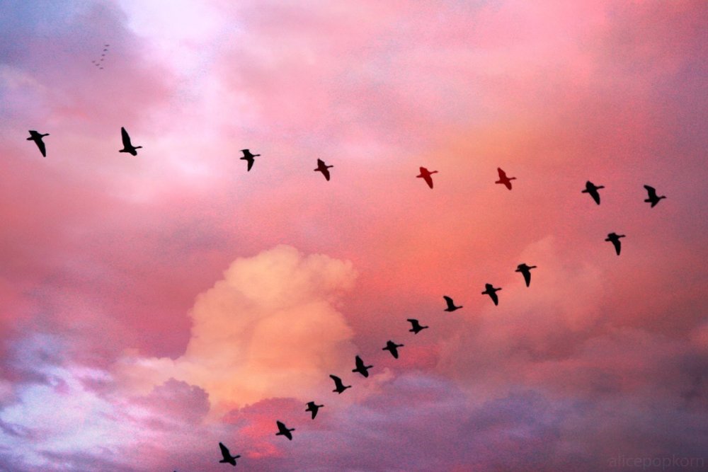 Стая Клин косяк птиц
