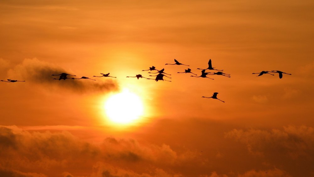 Стая журавлей