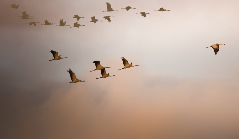 Перелётные птицы журавлиный Клин