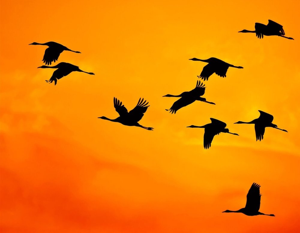 Перелётные птицы журавлиный Клин