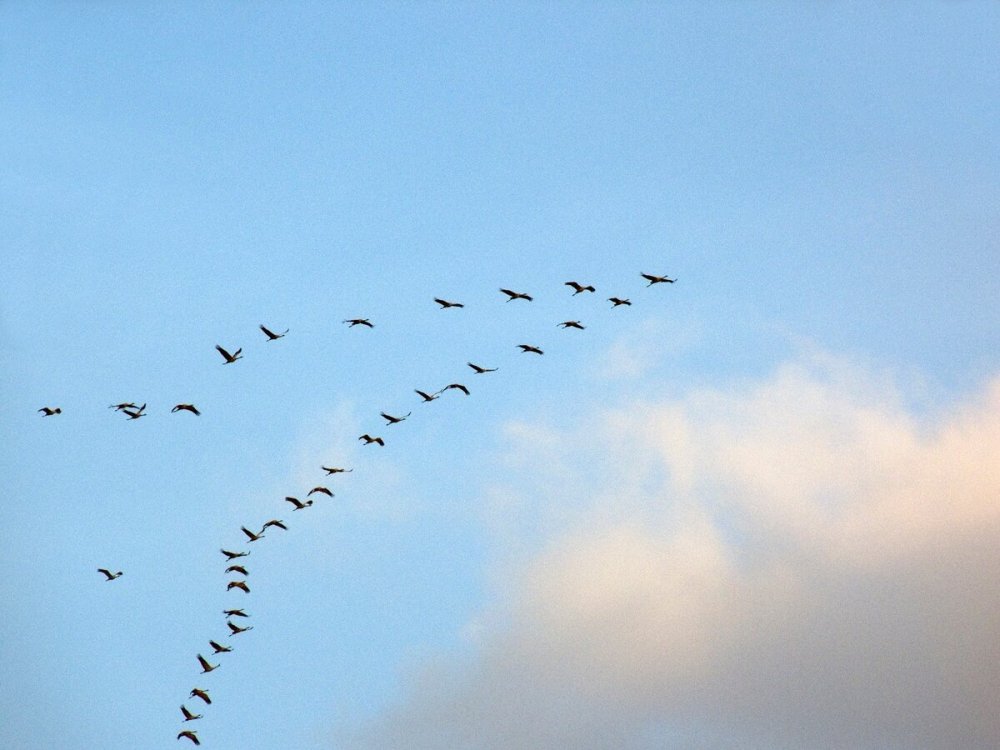 Стая Клин косяк птиц