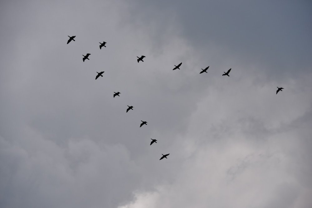 Клин перелетных птиц