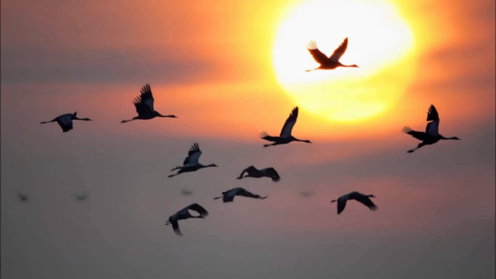 Птицы улетают