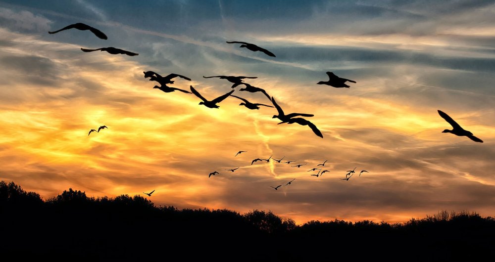 Птица летит вдаль