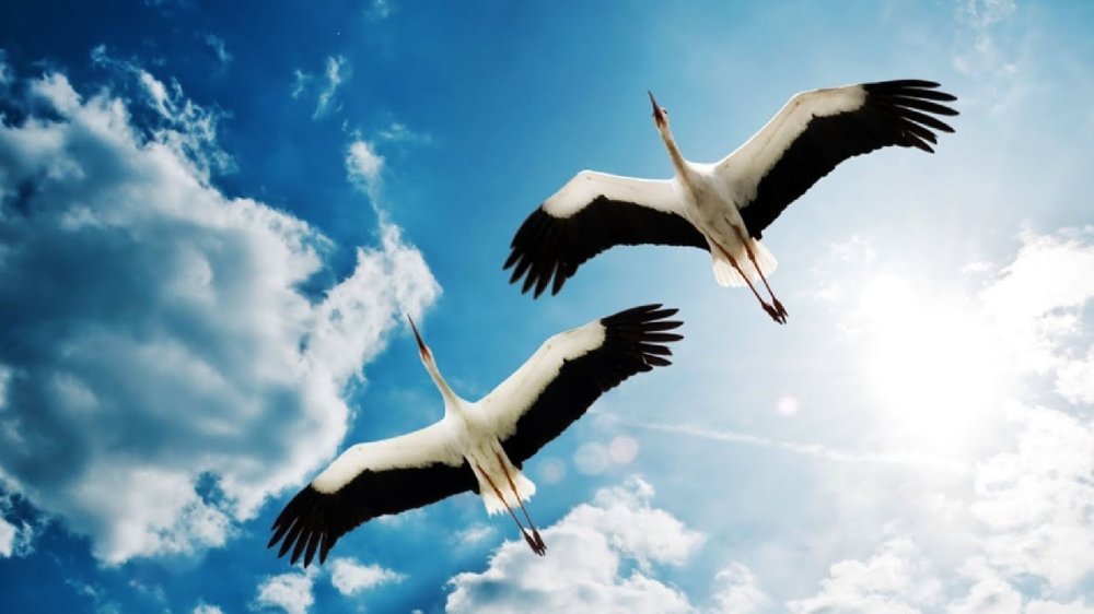 Курлычущие Журавли