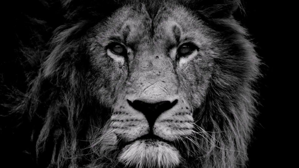 Морда Льва черно белая
