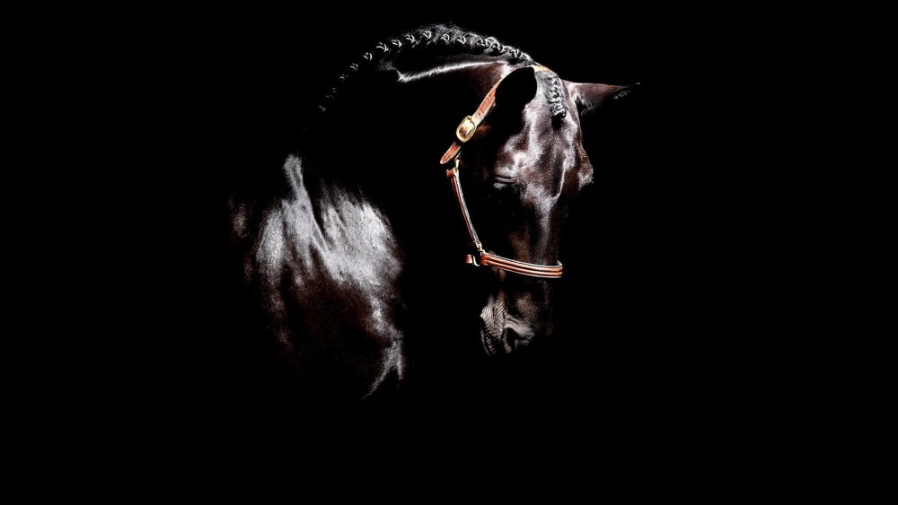 Черный конь