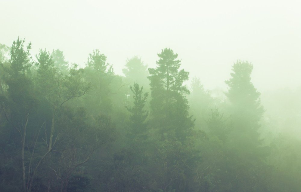 Фон для презентации лес