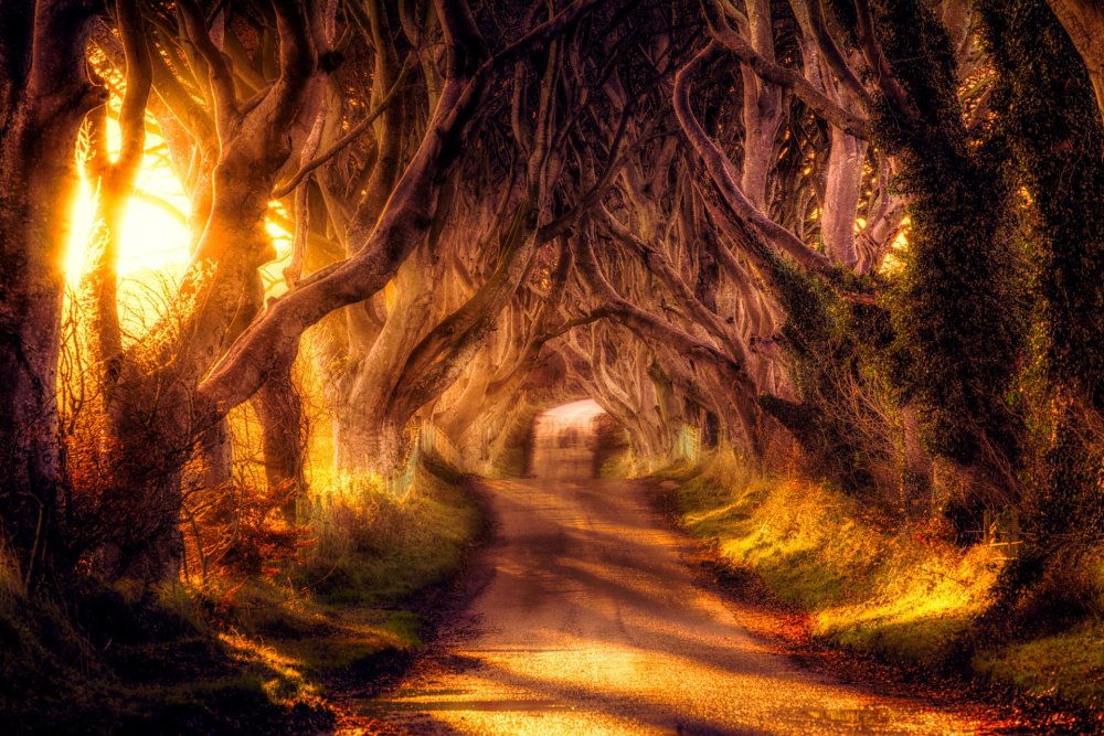 Волшебный лес