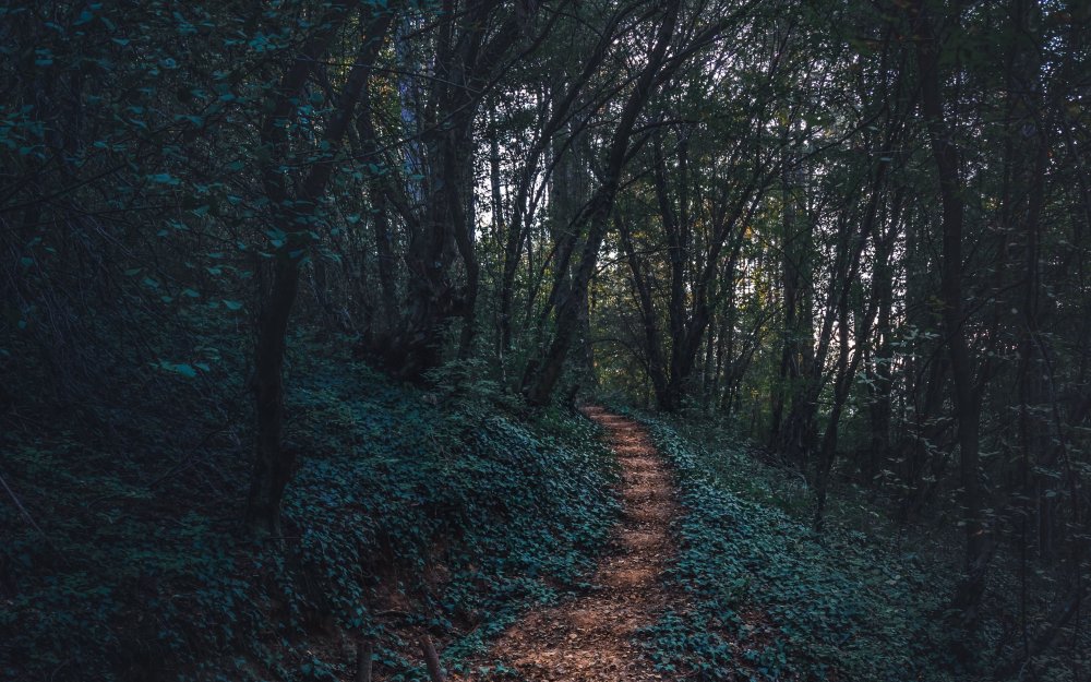Тропинка в темном лесу