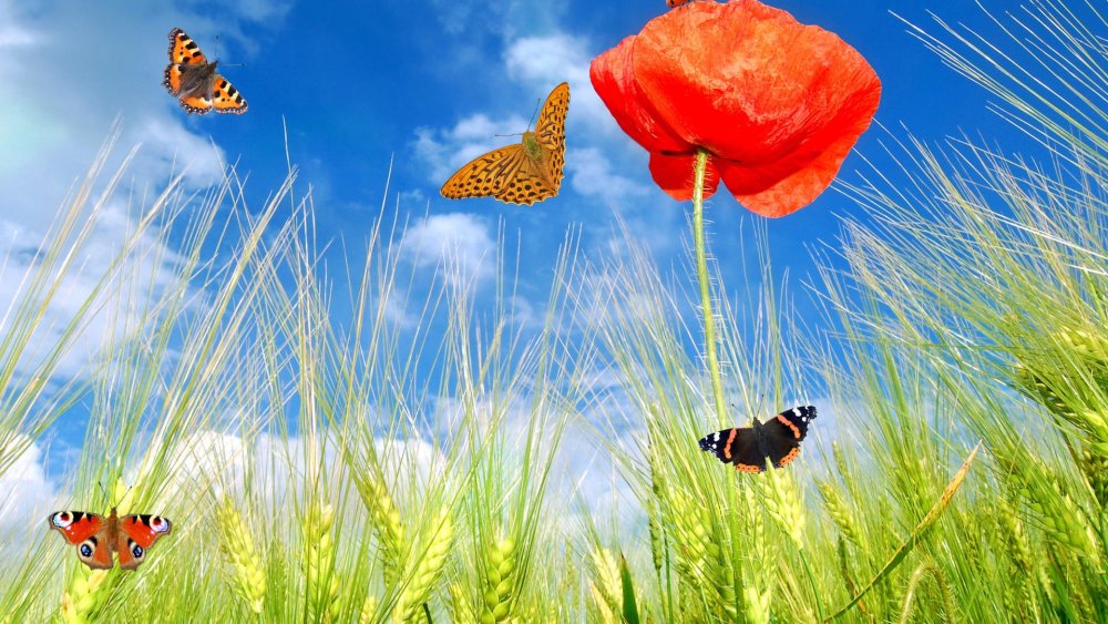 Заставка лето