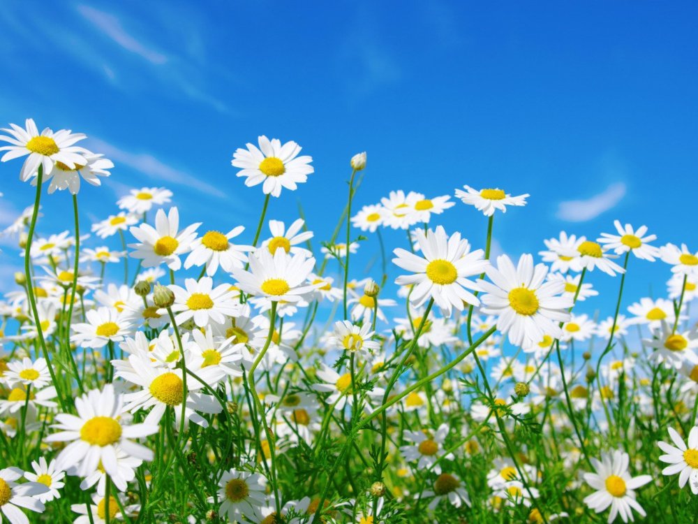 Красивые ромашки