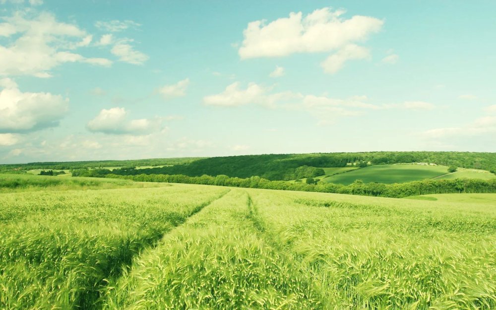 Поле равнина Белоруссия