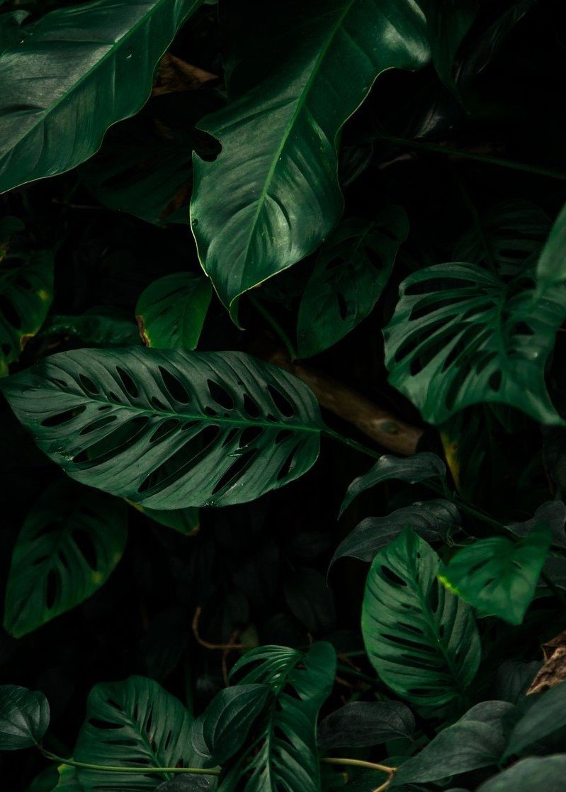 Монстера деликатесная Эстетика