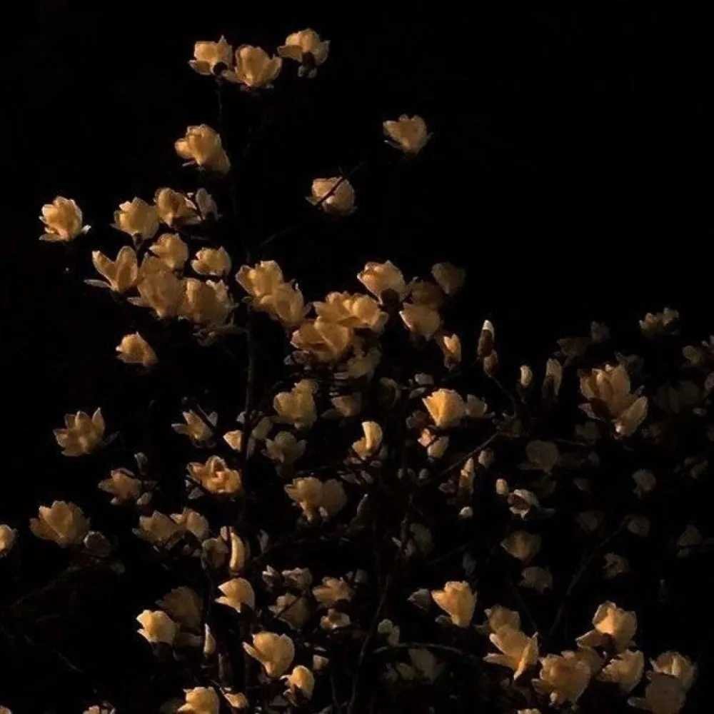 Темная Эстетика