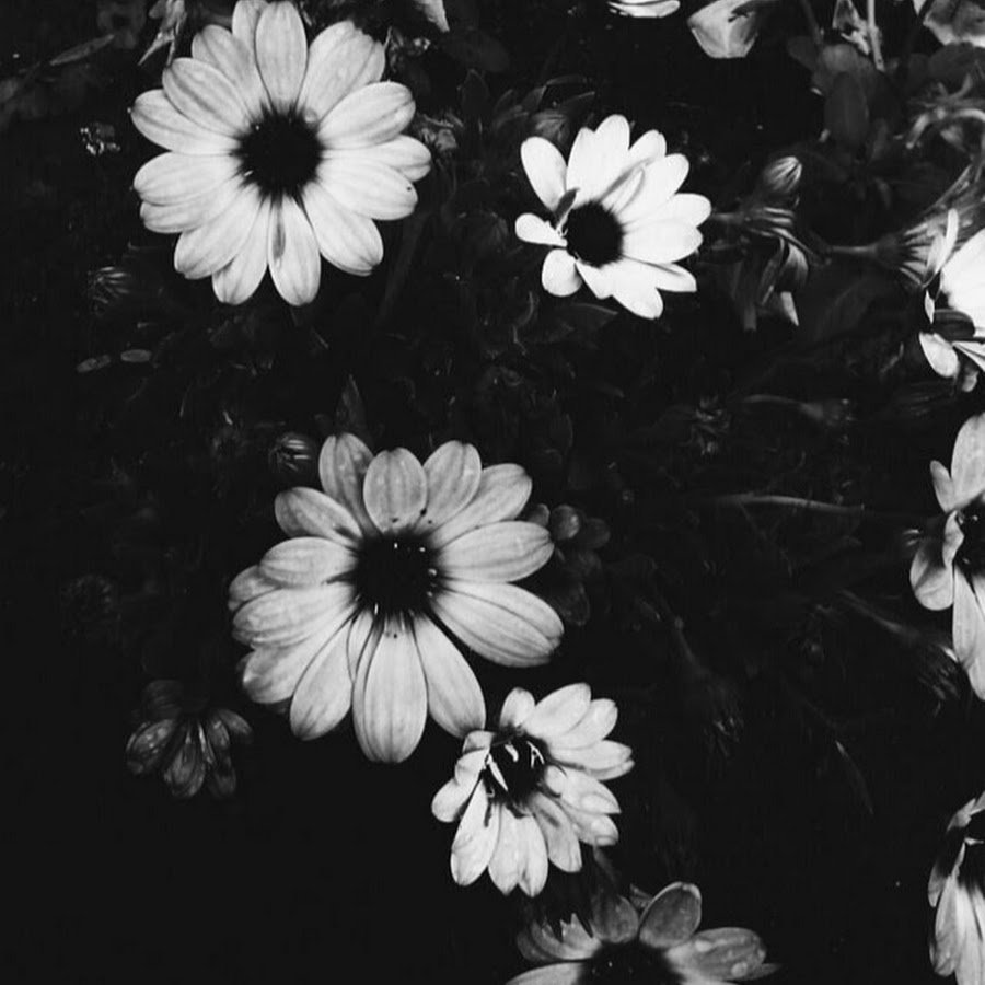 Черно белая Эстетика