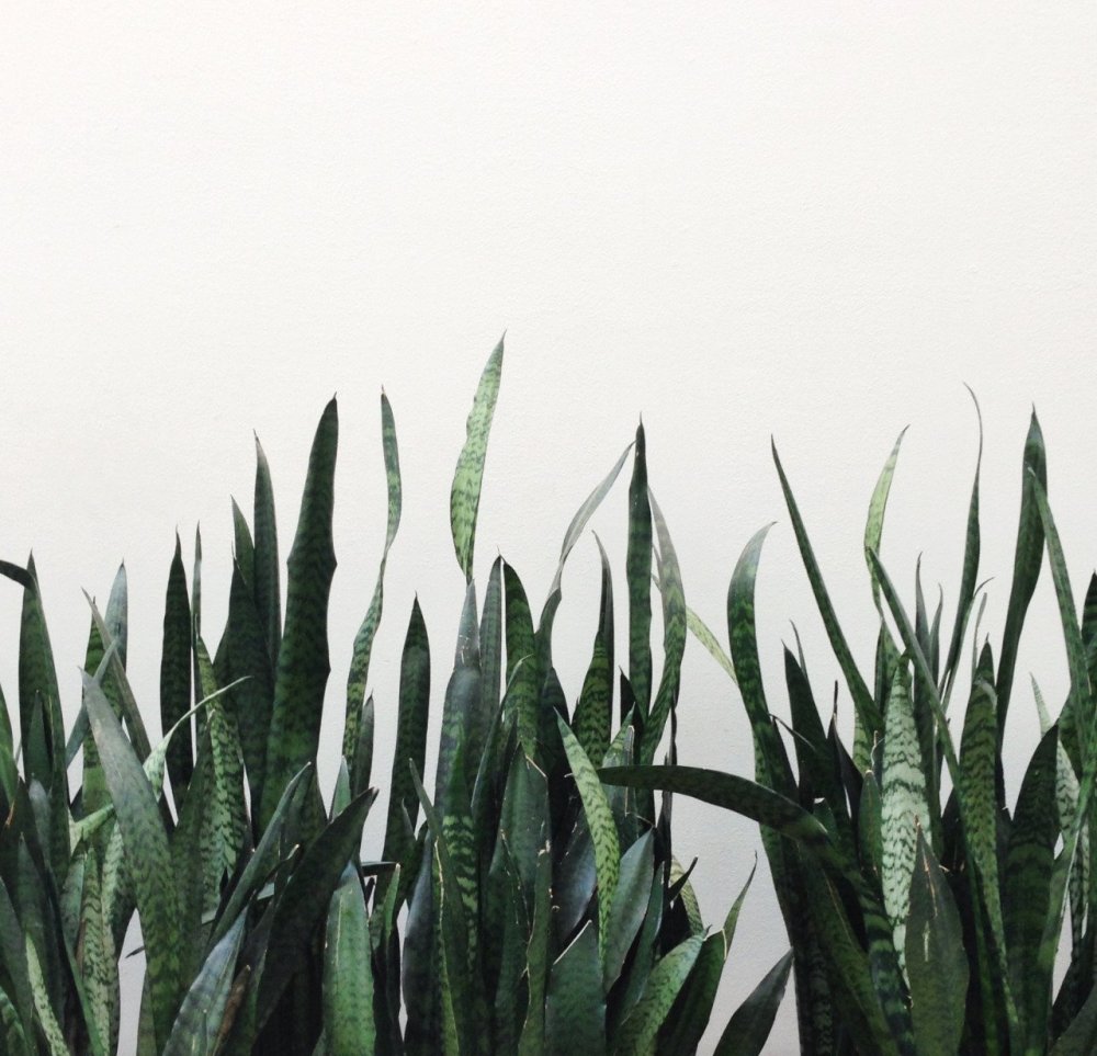 Трава Эстетика