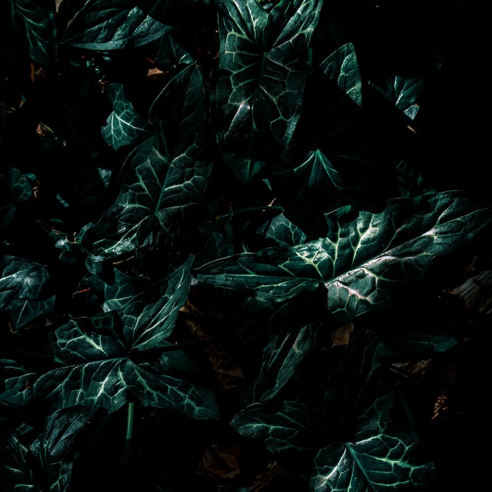 Темно зеленые обои