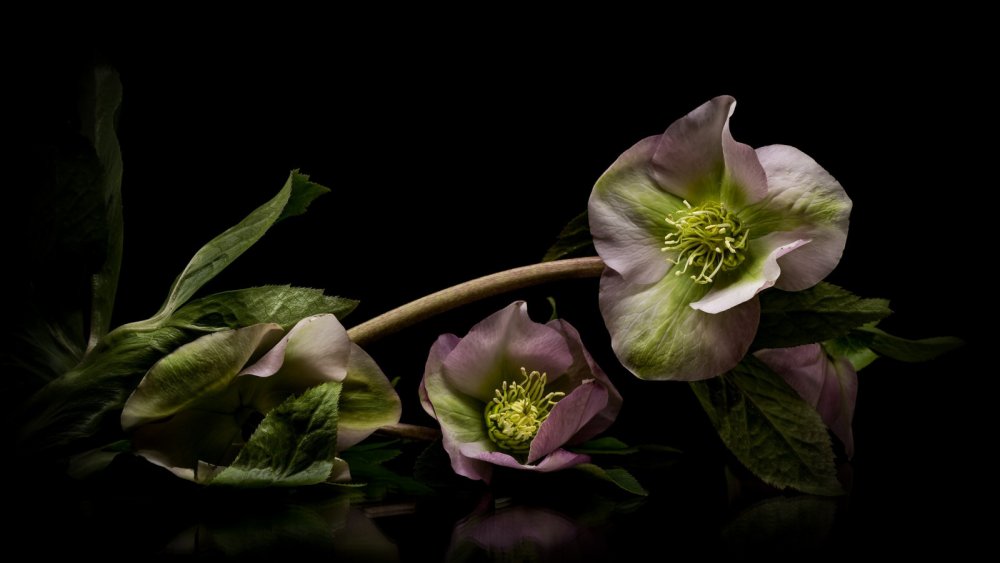 Морозник черный Хелеборус