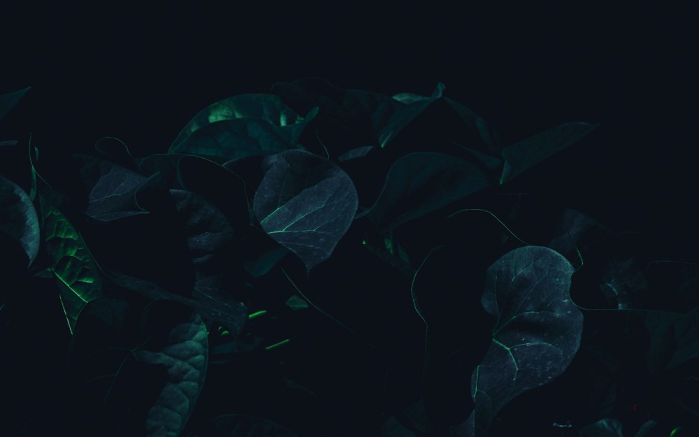 Тёмно-зелёный цвет