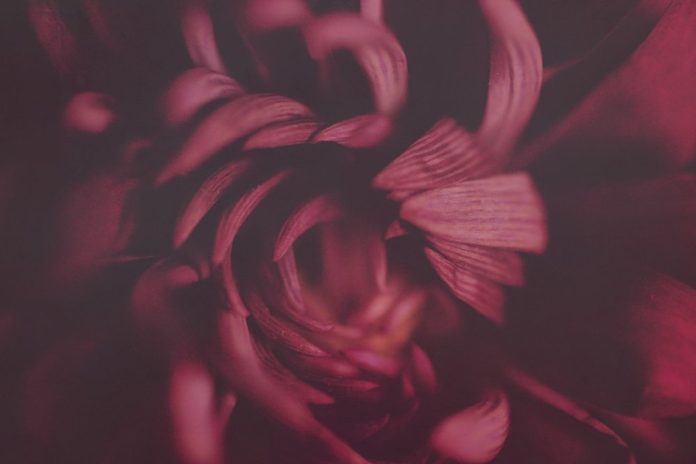 Розово бордовый цвет