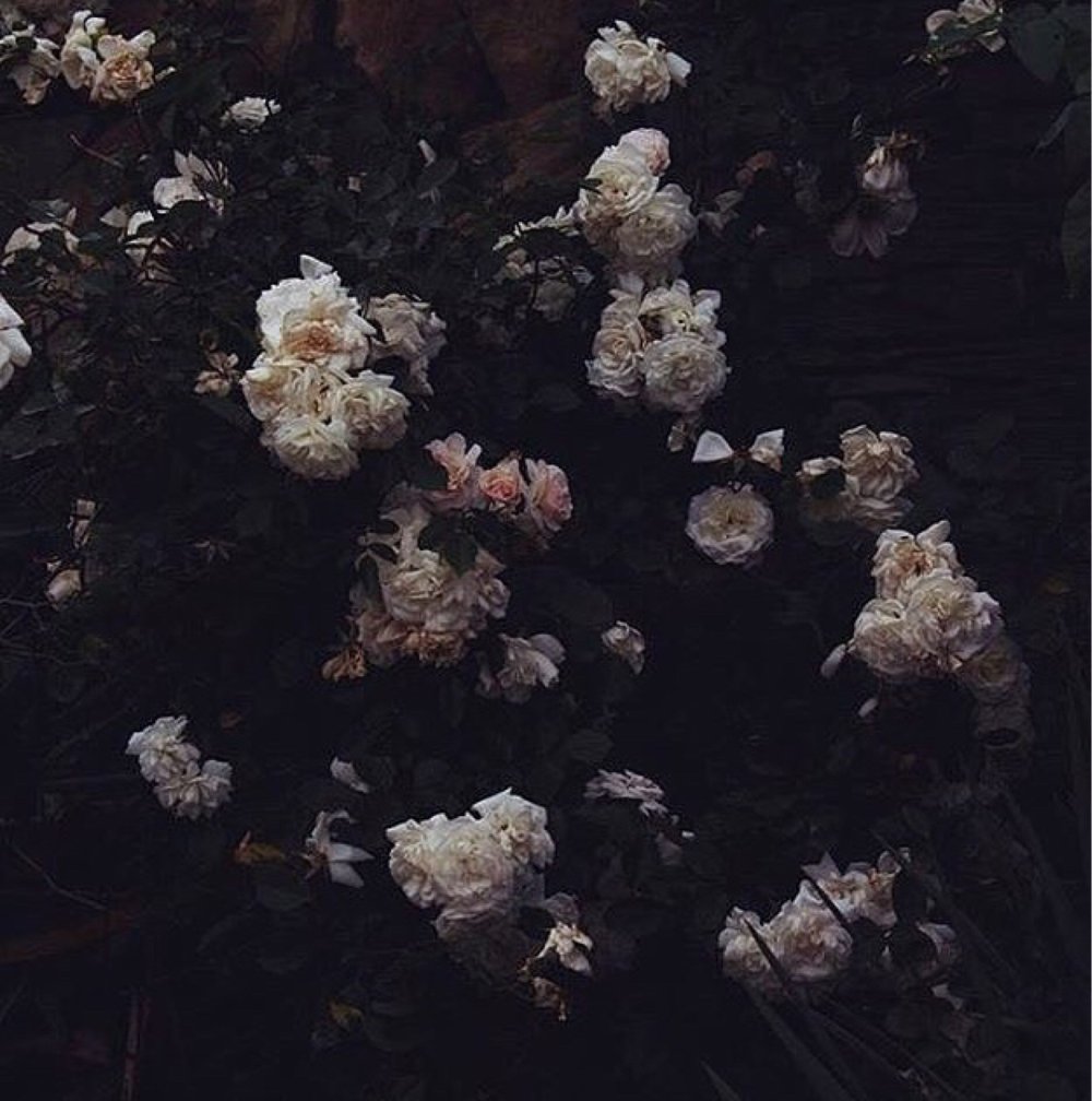 Тёмные цветы Эстетика