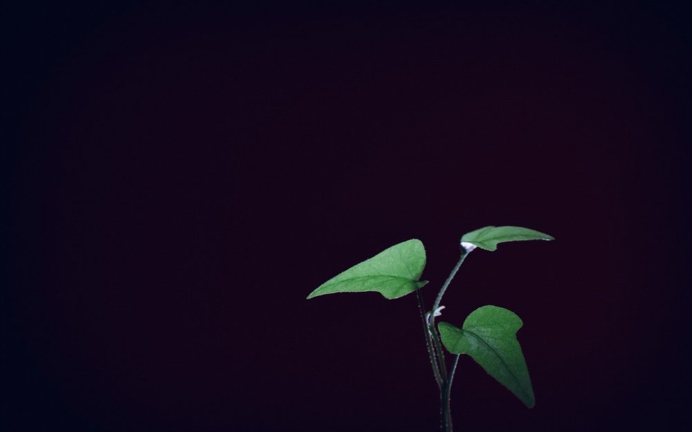 Листья Минимализм