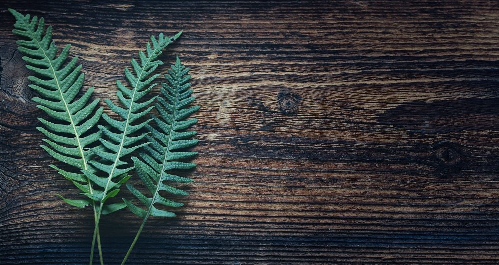 Папоротник фон